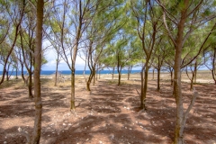 Animal-Flower-Cave-28